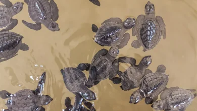 What Animals Eat Turtles