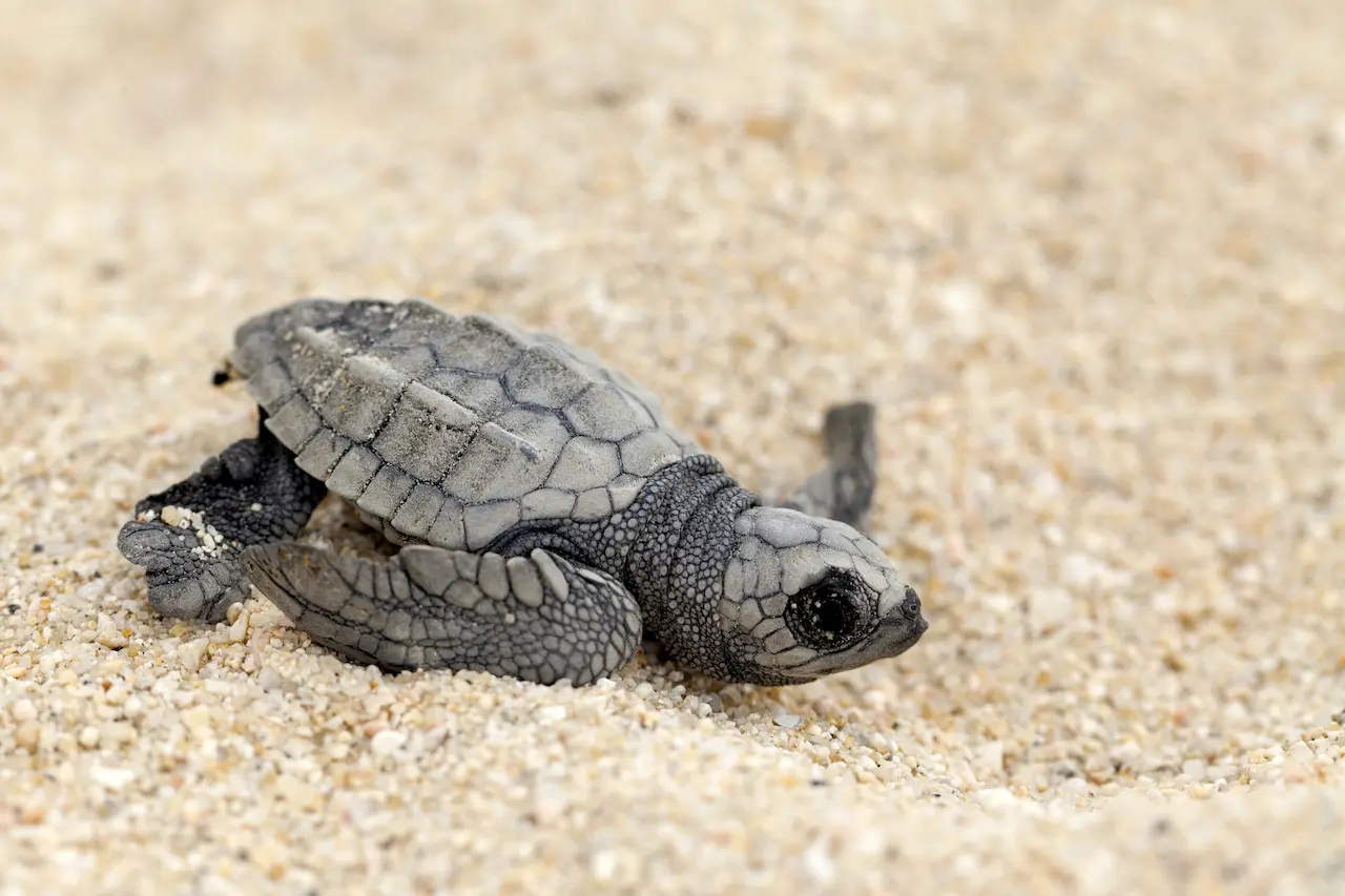 What Animals Eat Turtles