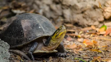 Asian Box Turtle Diet