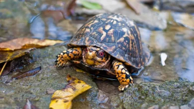 Box Turtle Care