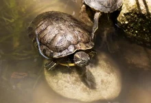 Box Turtles As Pets