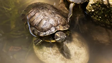 Box Turtles As Pets