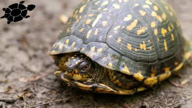 Box Turtles Information