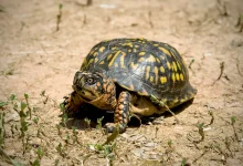 North American Box Turtles