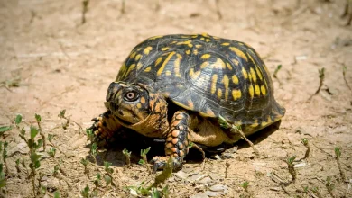 North American Box Turtles