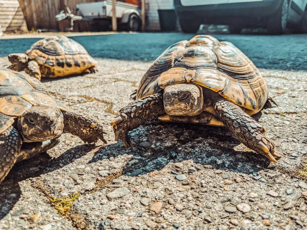 Activities for Turtles