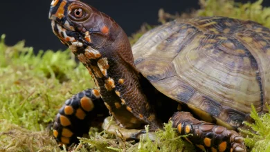 Turtle on the Green Plant. Box Turtle Care Sheet
