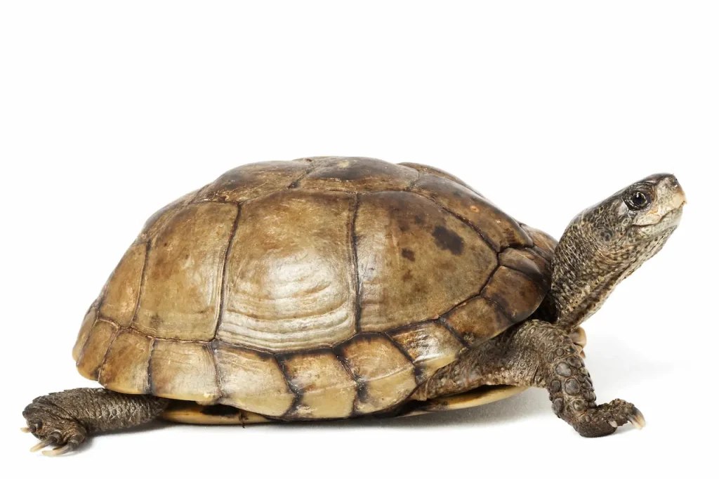 Closer Images of Coahuilan Box Turtle 