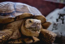 Coahuilan Box Turtle
