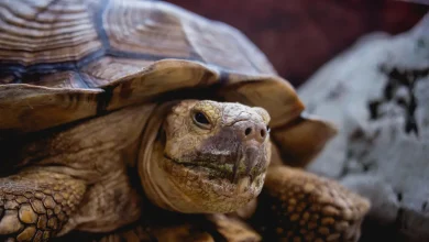 Coahuilan Box Turtle