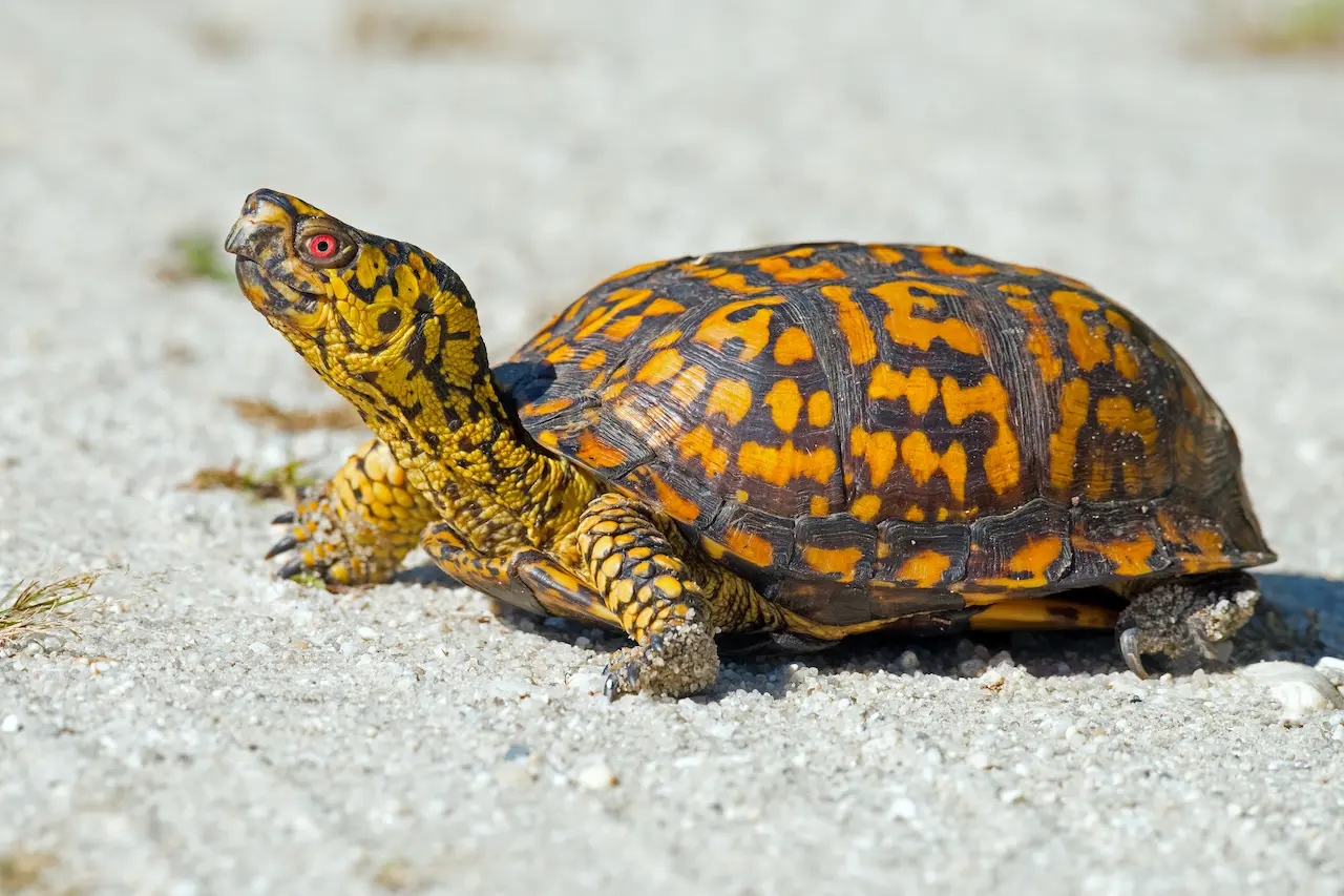 An Eastern box turtle crossing a road — road mortality is one of the leading causes of decline in wild Terrapene populations