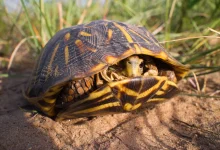 Ornate Box Turtle Inside His Shell