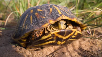 Ornate Box Turtle Inside His Shell