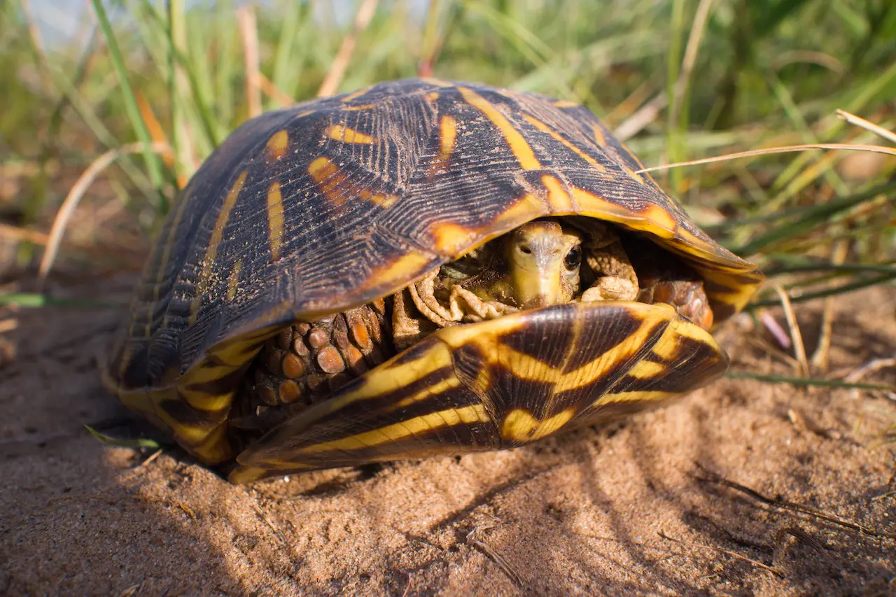 A box turtle withdrawn into its shell — the resting posture during brumation