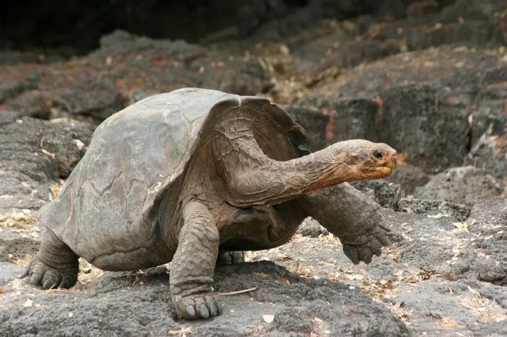 Tortoises and Box Turtles