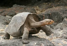 Tortoises and Box Turtles