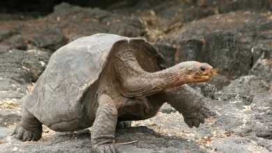 Tortoises and Box Turtles