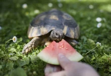 10 Types of Turtles That Make Great Pets