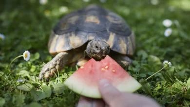 10 Types of Turtles That Make Great Pets