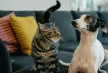 A Guide to Multi-Pet Households