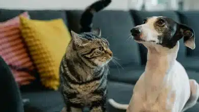 A Guide to Multi-Pet Households