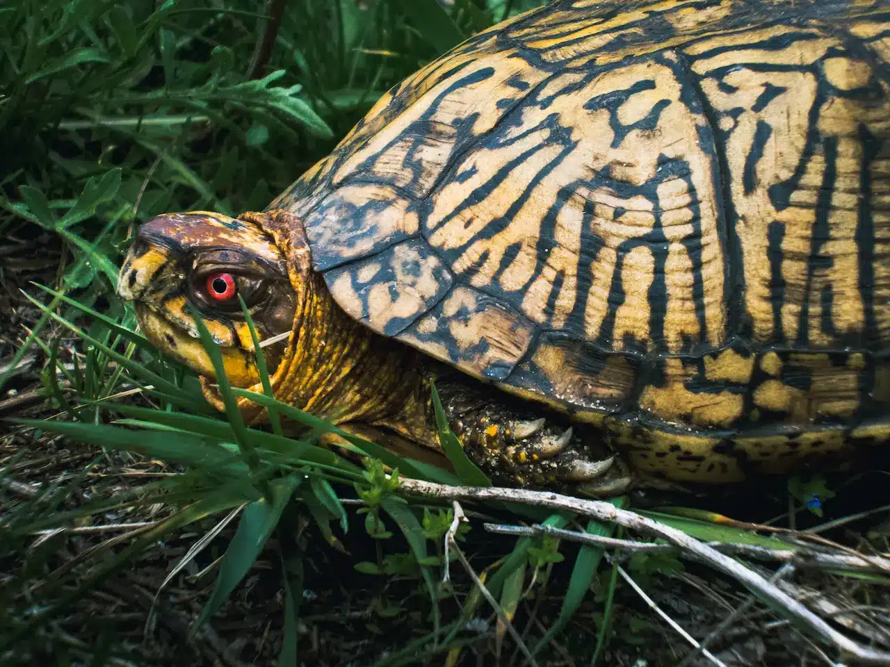 A Male Eastern Box Turtle With A Red Eye