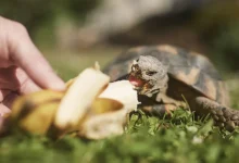 A Pet Turtle Eating Banana
