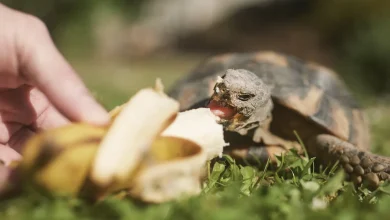 A Pet Turtle Eating Banana