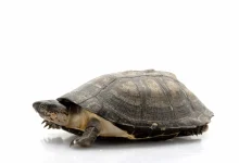 African Sideneck Turtles As Pets