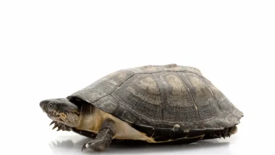 African Sideneck Turtles As Pets
