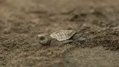 Baby Turtle Crawling In Sand