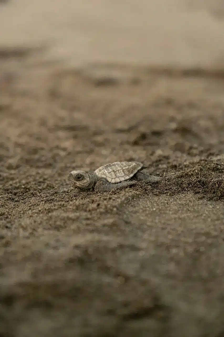 A hatchling Florida box turtle — Terrapene carolina bauri are restricted to peninsular Florida and the Keys, and Florida-resident keepers are subject to strict possession rules