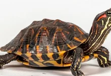 Eastern Box Turtles As Pets