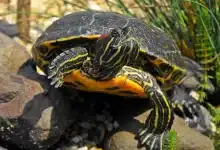 Red-Eared Sliders As Pets