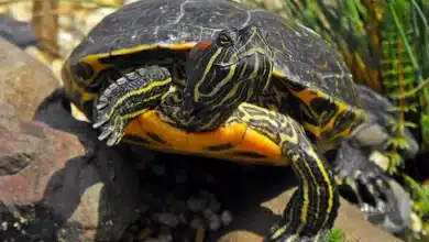 Red-Eared Sliders As Pets