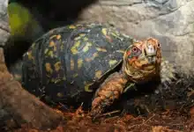 The Eastern Box Turtle