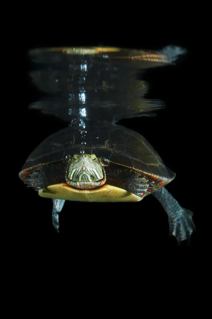 Turtle Swimming Under Water