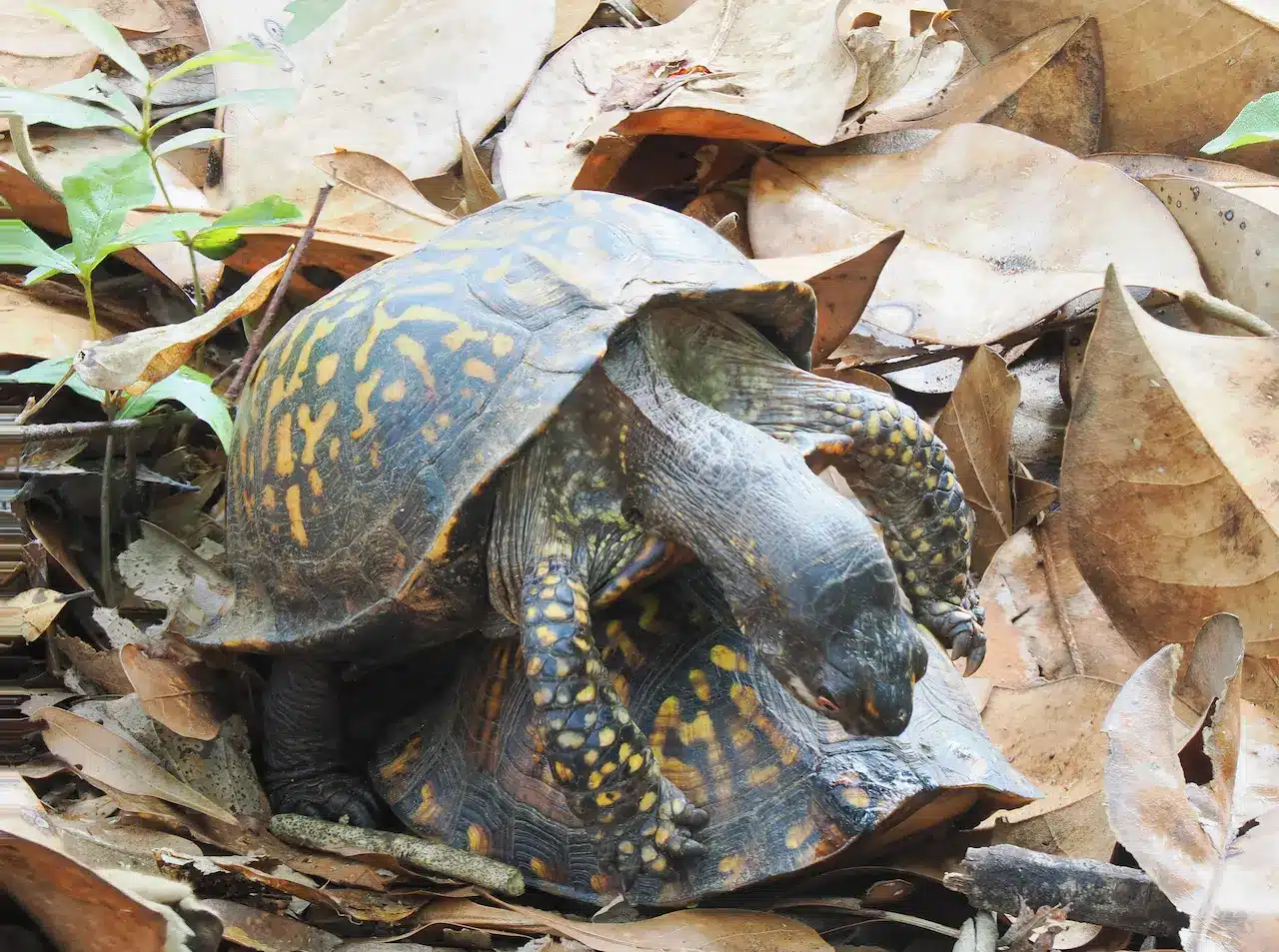 Two Eastern Box Turtles Mating