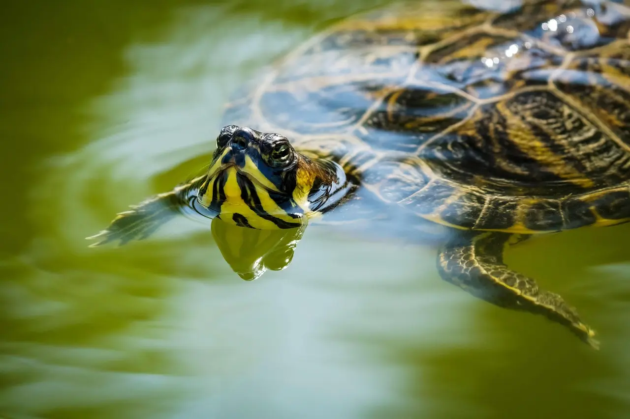 Cumberland Slider