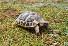 How to Protect Turtles and Other Pets from Each Other’s Bacteria