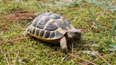 How to Protect Turtles and Other Pets from Each Other’s Bacteria