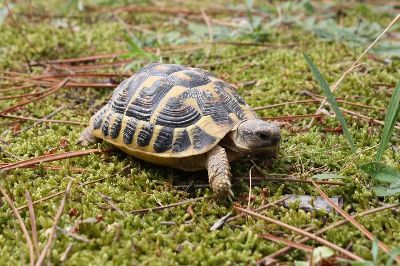 How to Protect Turtles and Other Pets from Each Other’s Bacteria