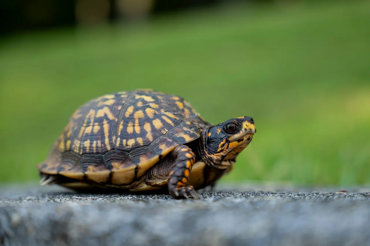 Box Turtle Close Up