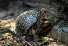 Health issues in box turtles