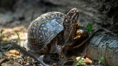 Health issues in box turtles