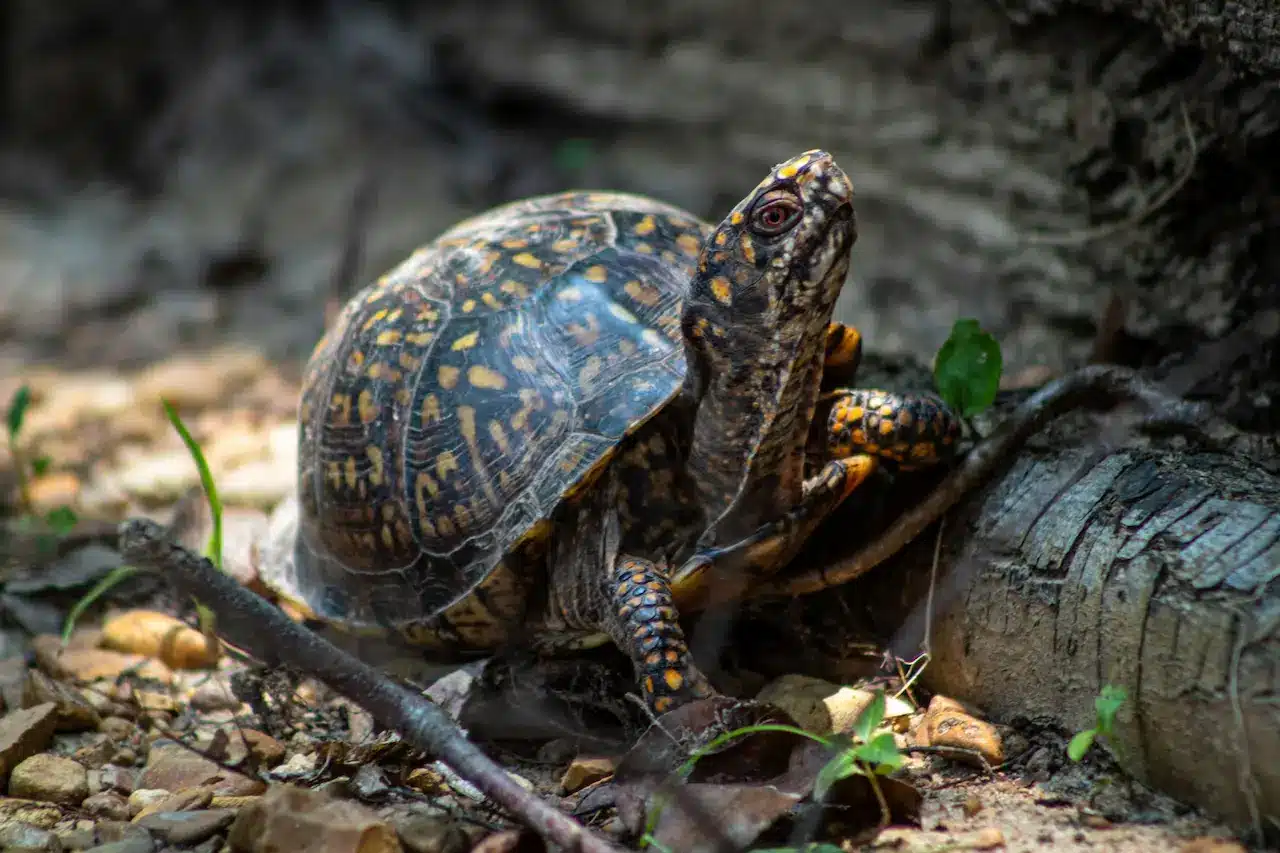 Health issues in box turtles